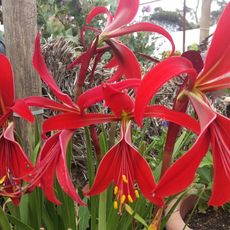 Jacobean Lily in the GardenTags plant encyclopedia