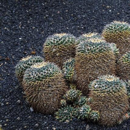 Mexican Pincushion in the GardenTags plant encyclopedia