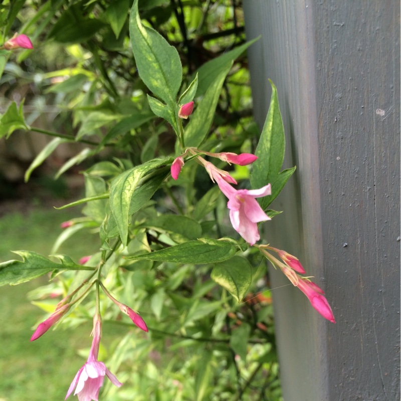 Stephan Jasmine in the GardenTags plant encyclopedia