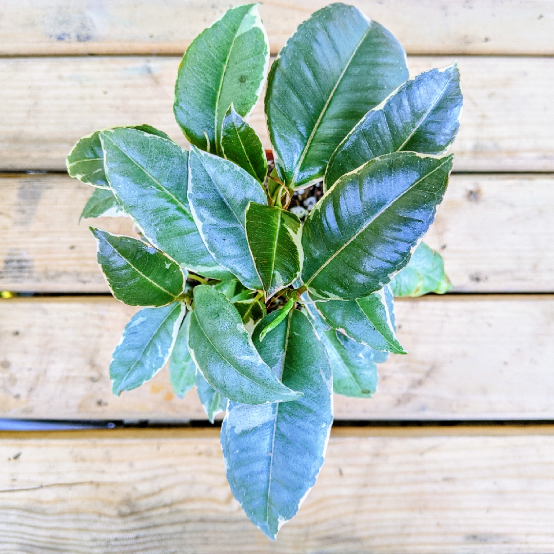 Rubber Tree Tricolor in the GardenTags plant encyclopedia