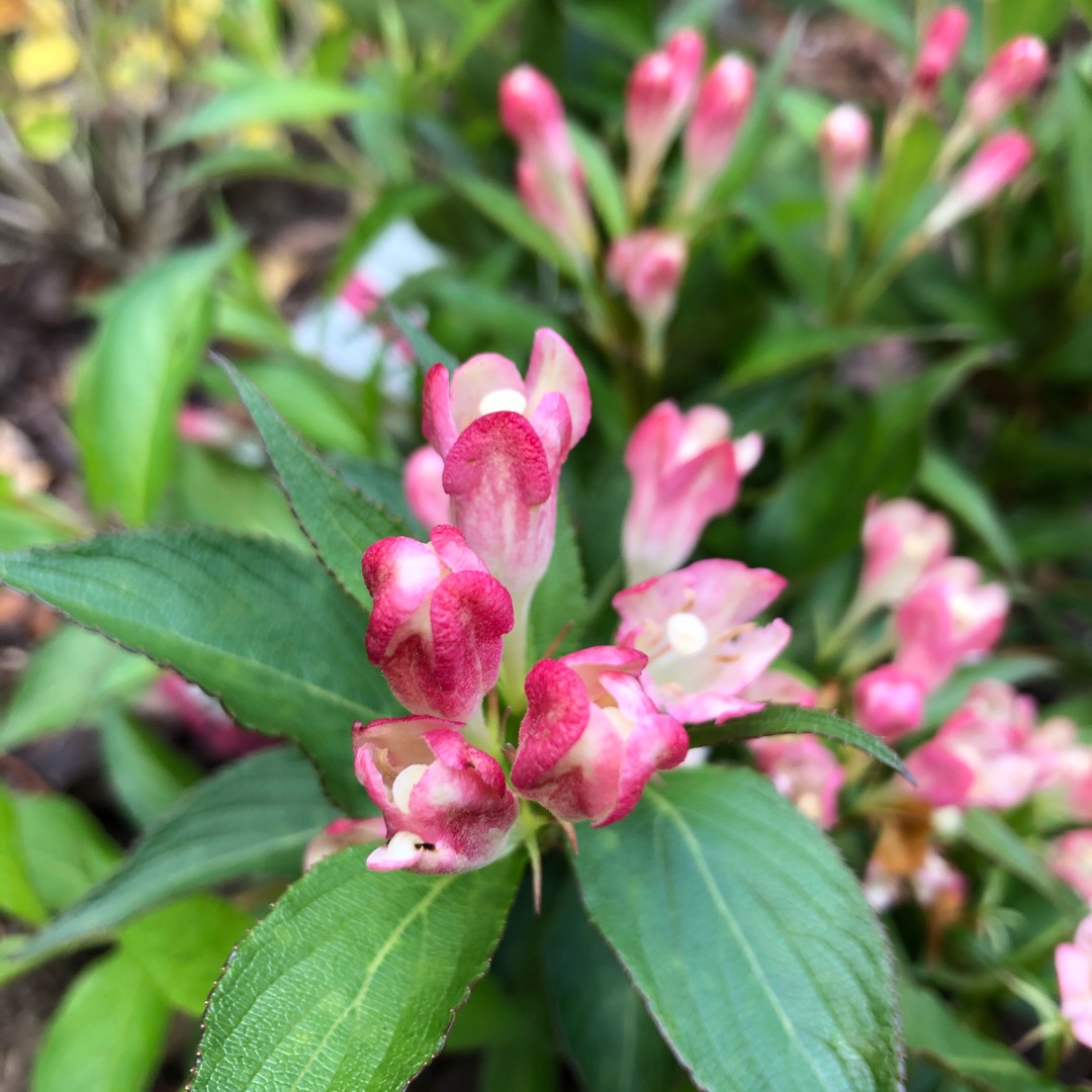 Weigela All Summer Peach in the GardenTags plant encyclopedia