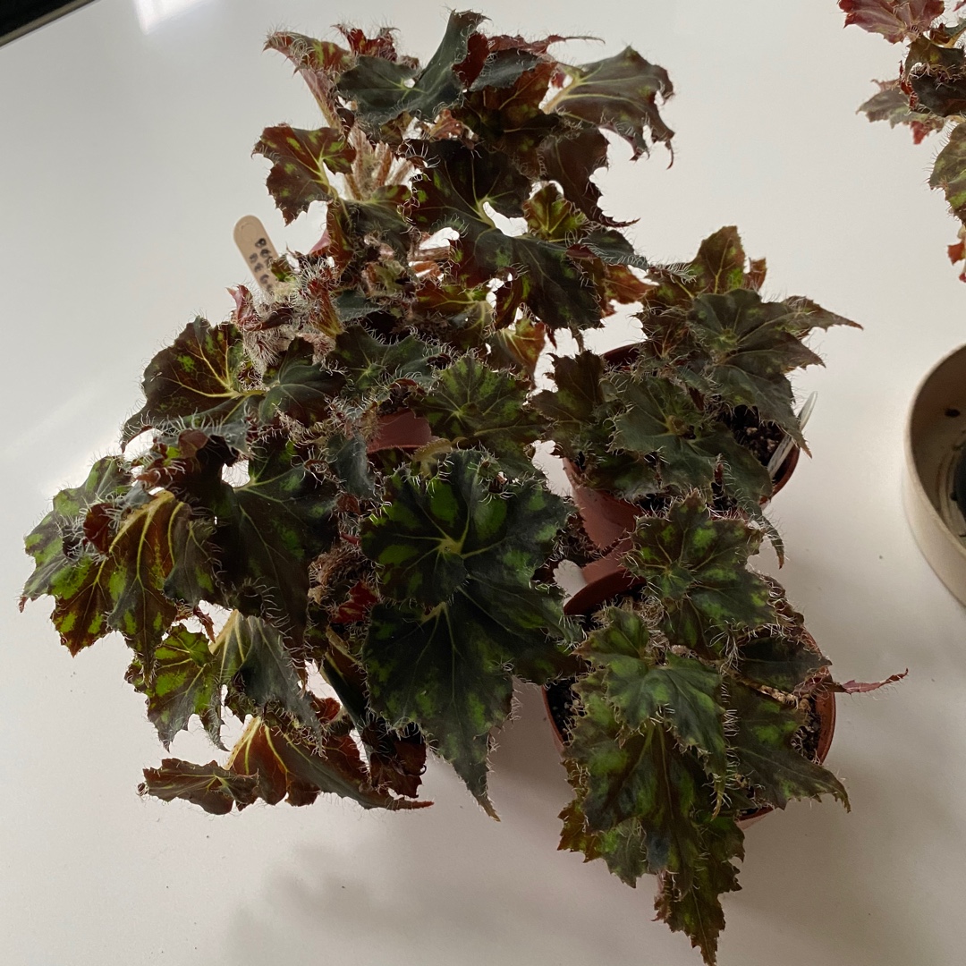 Rhizomatous Begonia Bokit in the GardenTags plant encyclopedia