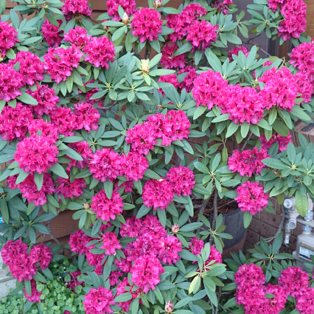 Rhododendron Max Sye in the GardenTags plant encyclopedia