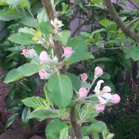 Apple Cripps Pink in the GardenTags plant encyclopedia