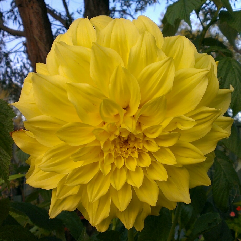 Dahlia Bill Ormond in the GardenTags plant encyclopedia