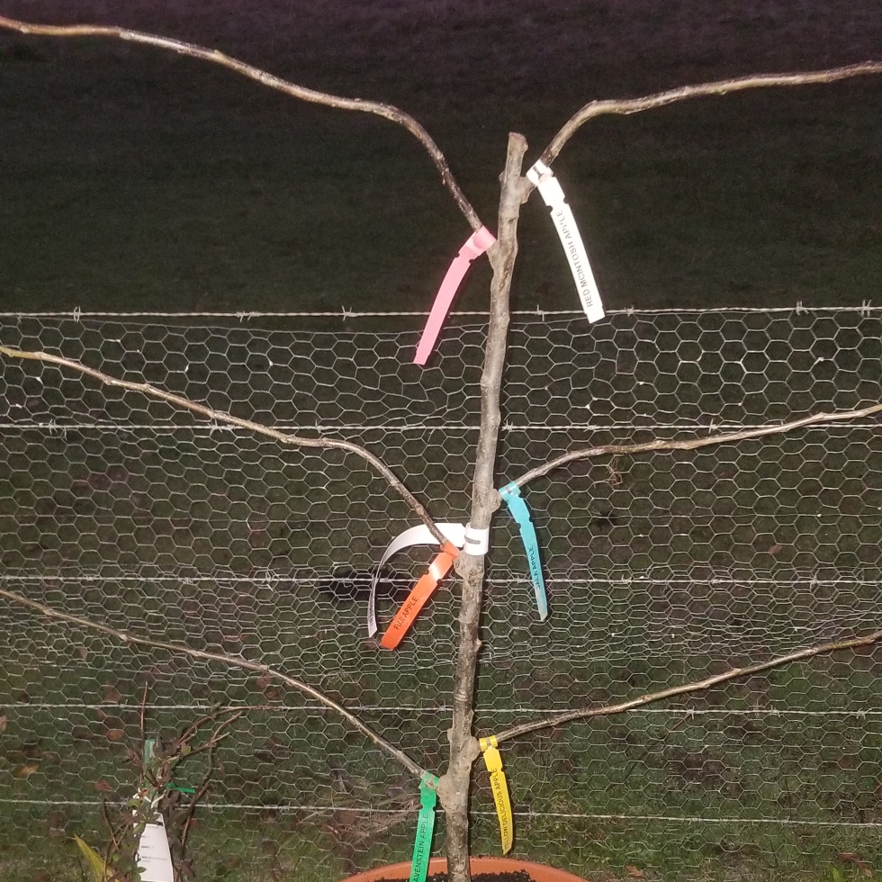 Multi Grafted Apple in the GardenTags plant encyclopedia