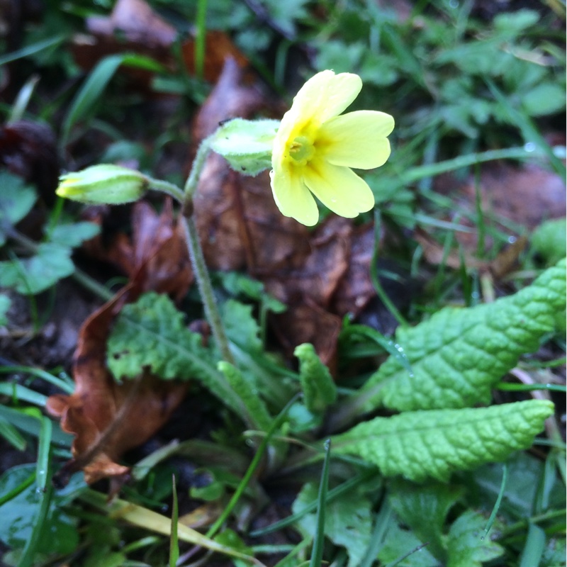 False Oxlip in the GardenTags plant encyclopedia