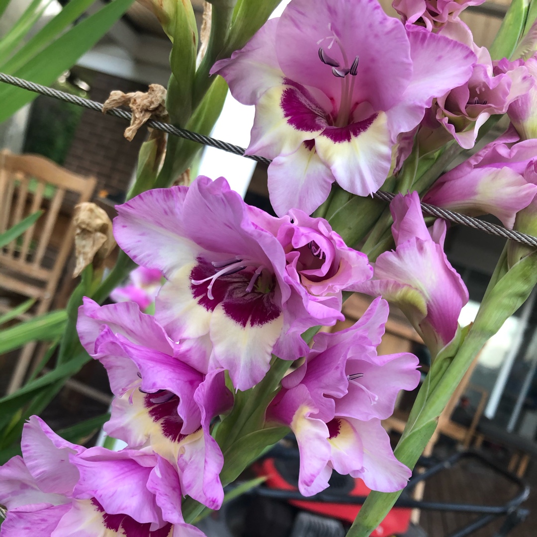 Gladioli Zamora (Large-flowered) in the GardenTags plant encyclopedia