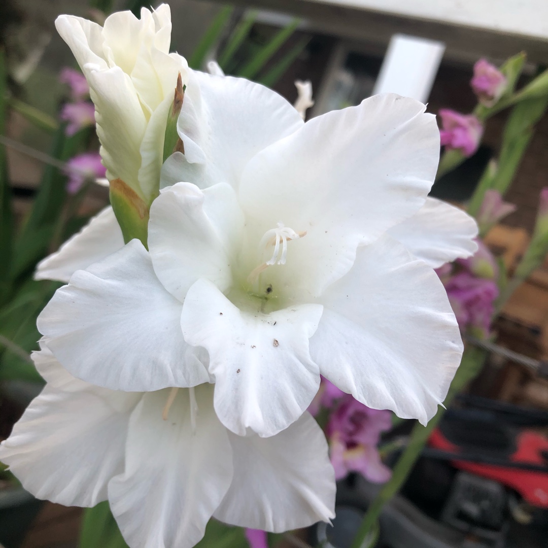 Gladioli Sophie (Large-flowered) in the GardenTags plant encyclopedia