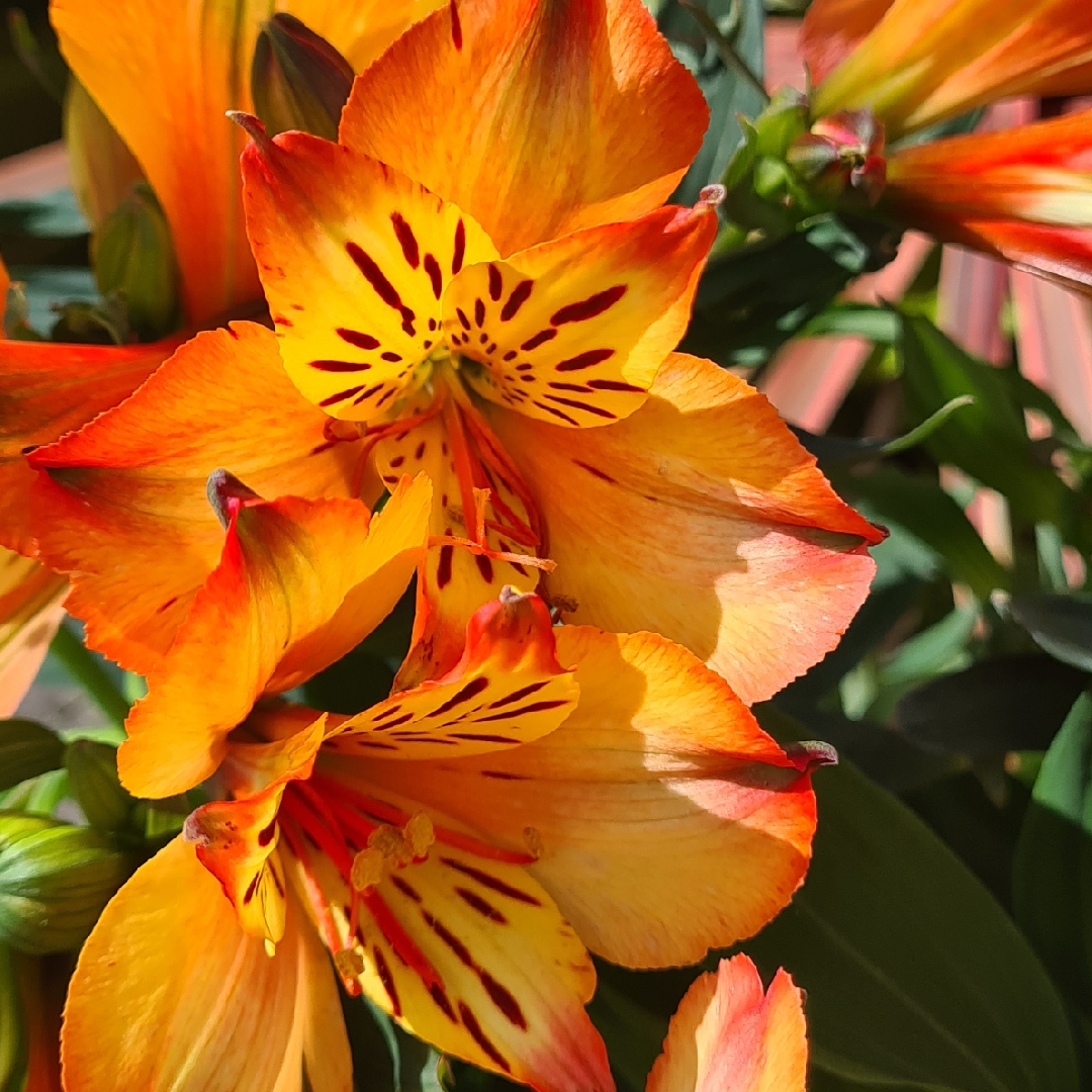 Peruvian Lily Inticancha Bryce in the GardenTags plant encyclopedia