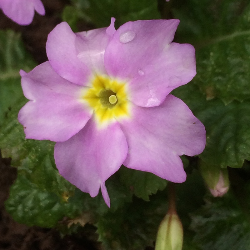 Primrose Groenekans Glorie in the GardenTags plant encyclopedia