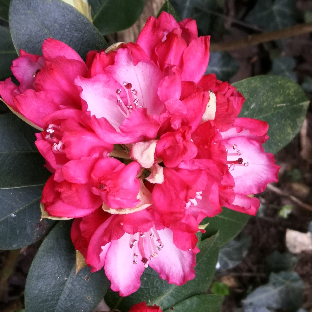 Rhododendron Dopey in the GardenTags plant encyclopedia