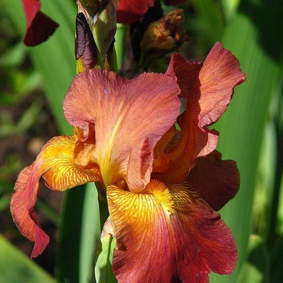 Bearded Iris Red Revival (Tall) in the GardenTags plant encyclopedia