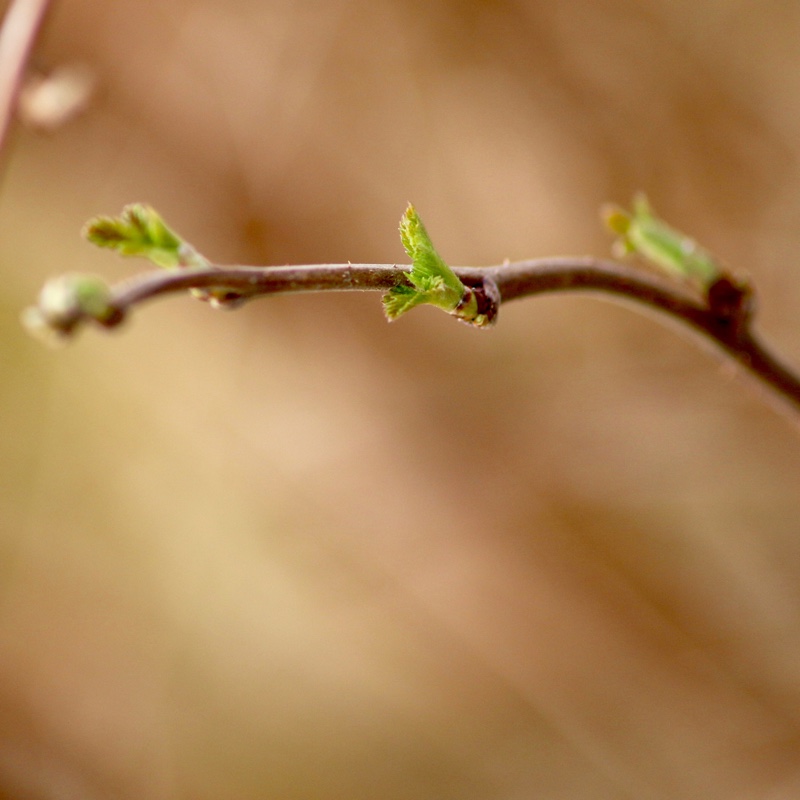 Wild Raspberry in the GardenTags plant encyclopedia