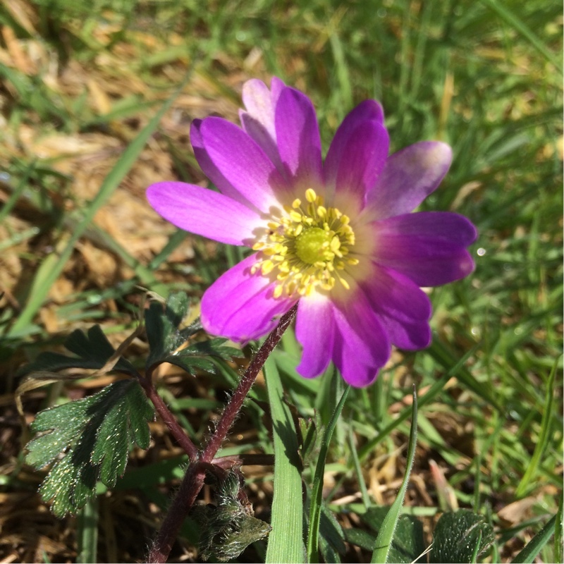 Winter windflower Radar in the GardenTags plant encyclopedia