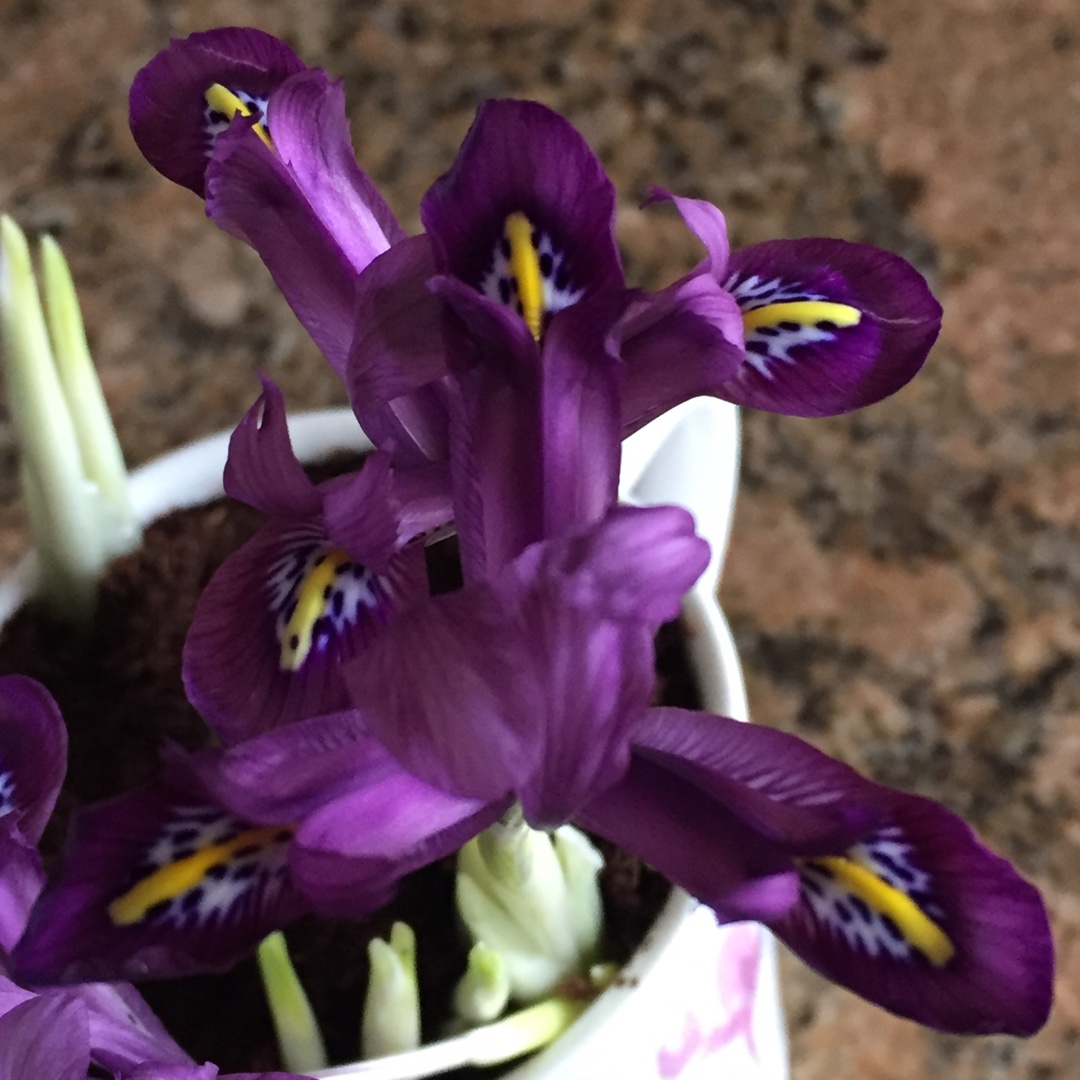 Reticulate Iris Rejoice in the GardenTags plant encyclopedia