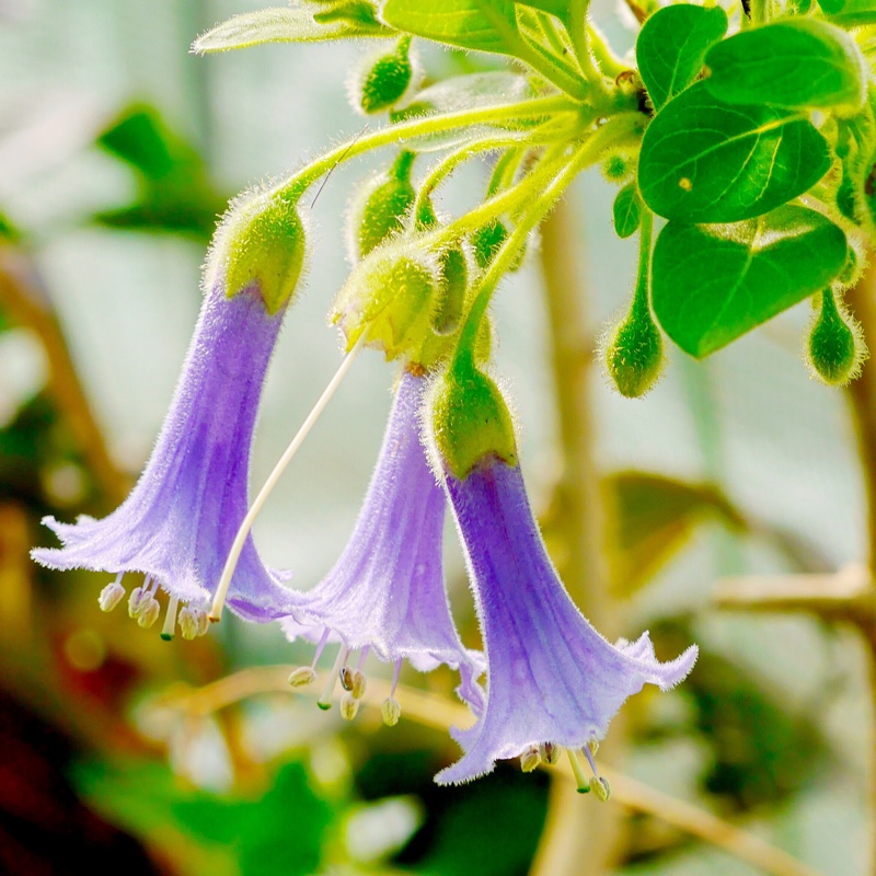 Blue Angels Trumpet in the GardenTags plant encyclopedia