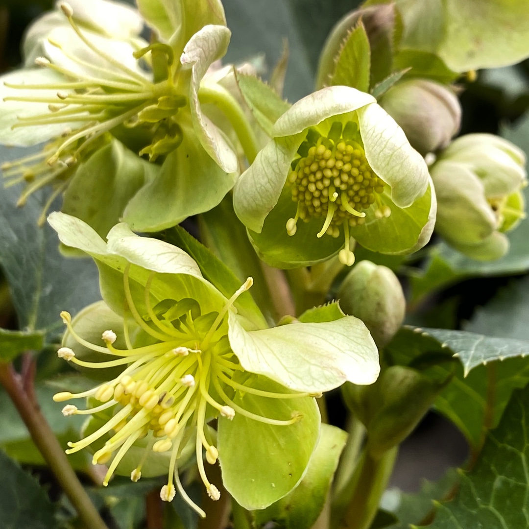 Hellebore (Species) Sterns Hellebore in the GardenTags plant encyclopedia