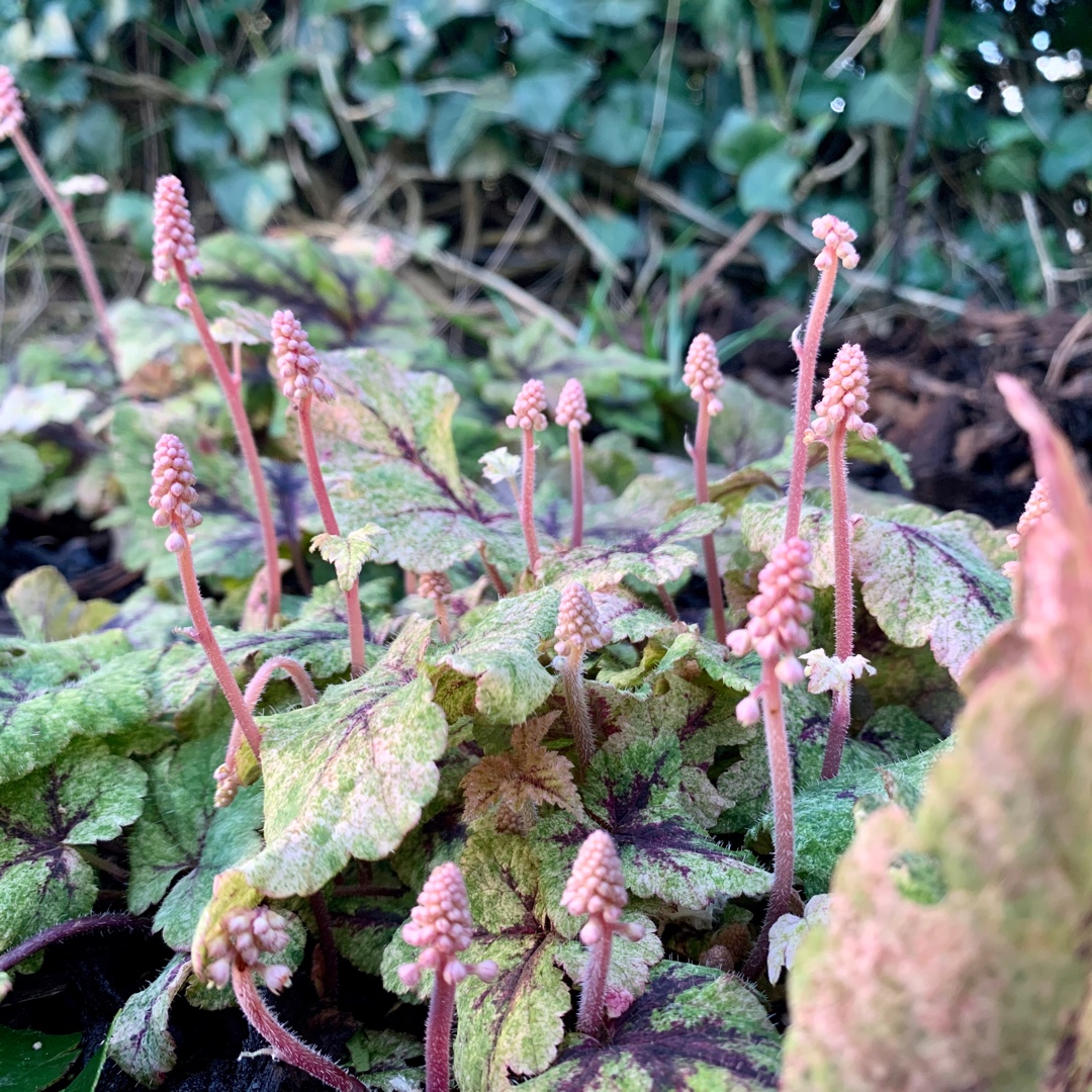 Foamflower Mystic Mist in the GardenTags plant encyclopedia