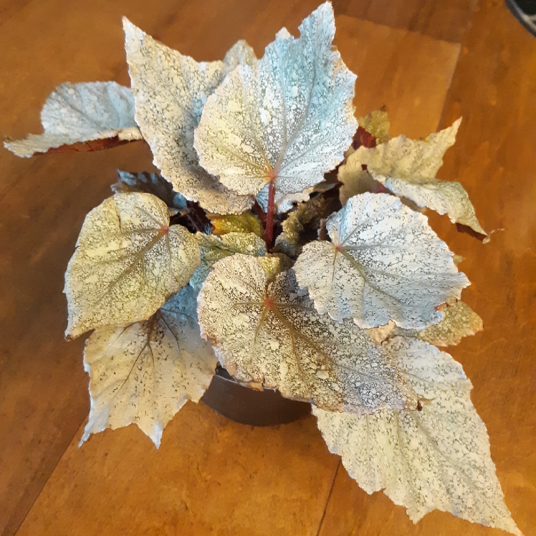 Rex Begonia Shadow King Cool White in the GardenTags plant encyclopedia