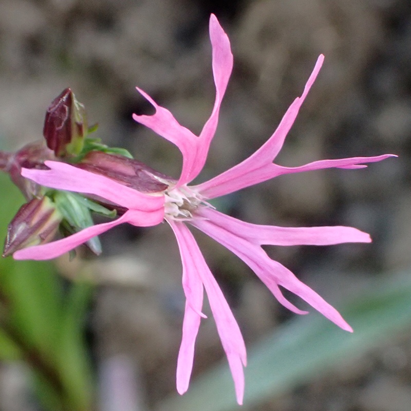 Ragged Robin in the GardenTags plant encyclopedia