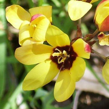 Corn Lily Uranus in the GardenTags plant encyclopedia