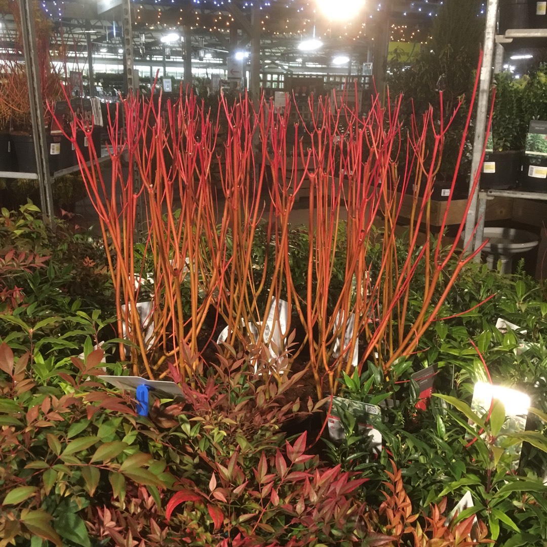 Red Twig Dogwood in the GardenTags plant encyclopedia