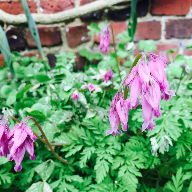 Bleeding Heart Coxs Dark Red in the GardenTags plant encyclopedia