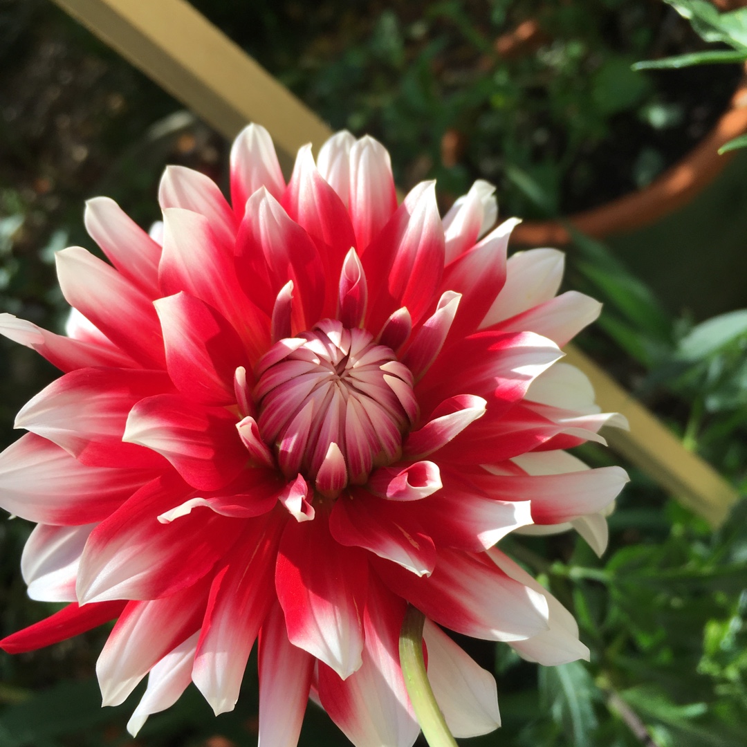 Dahlia Circus (Semi-cactus) in the GardenTags plant encyclopedia