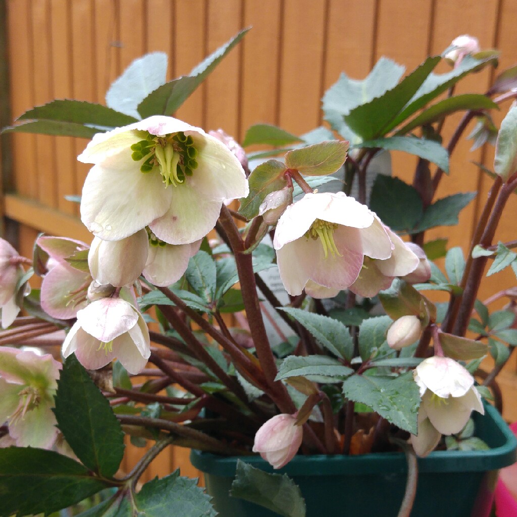 Hellebore in the GardenTags plant encyclopedia