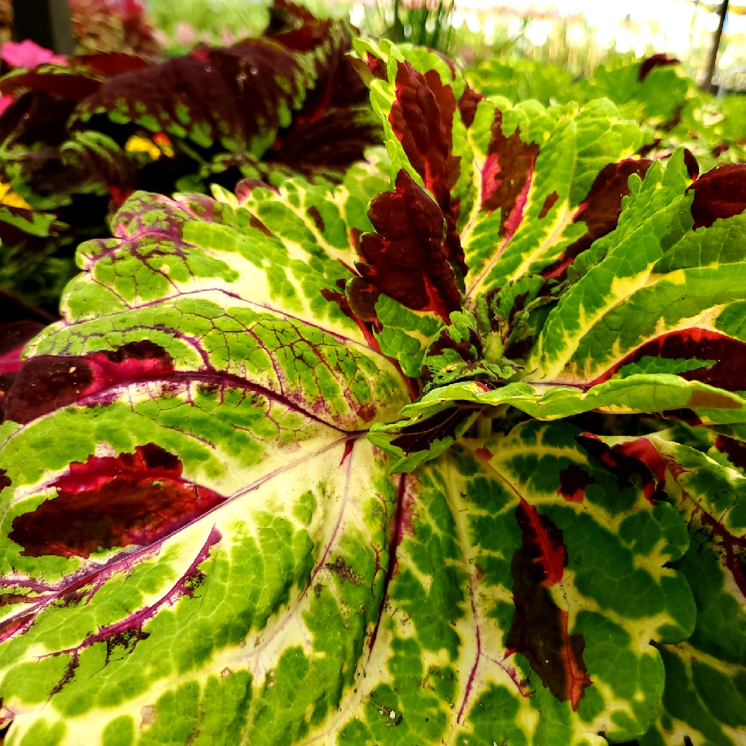 Coleus Premium Shade Kong Lime Sprite in the GardenTags plant encyclopedia