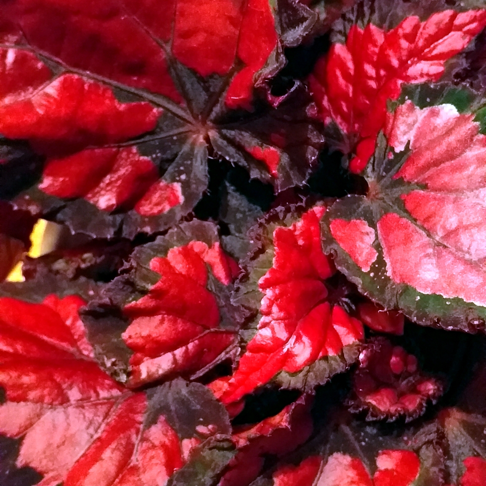 Rex Begonia Inca Flame in the GardenTags plant encyclopedia