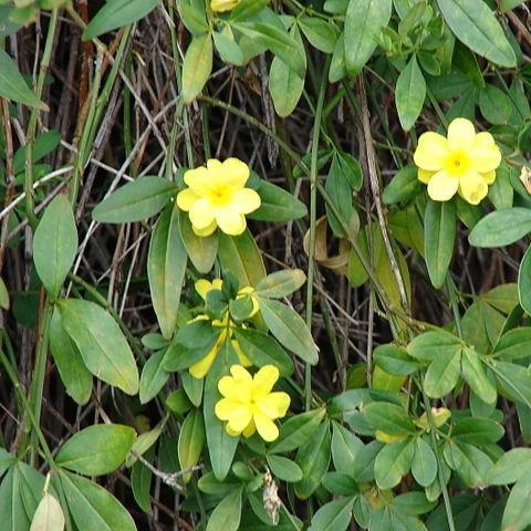 Primrose Jasmine in the GardenTags plant encyclopedia