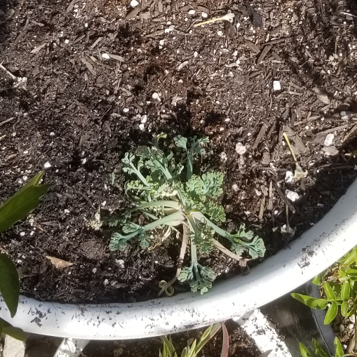 California Poppy Chiffon Mix in the GardenTags plant encyclopedia