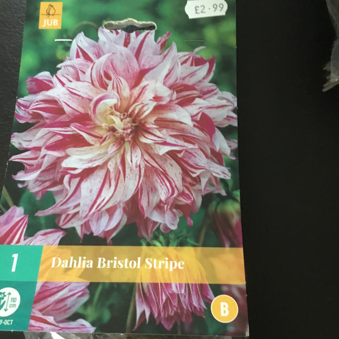 Dahlia Bristol Stripe (Decorative) in the GardenTags plant encyclopedia