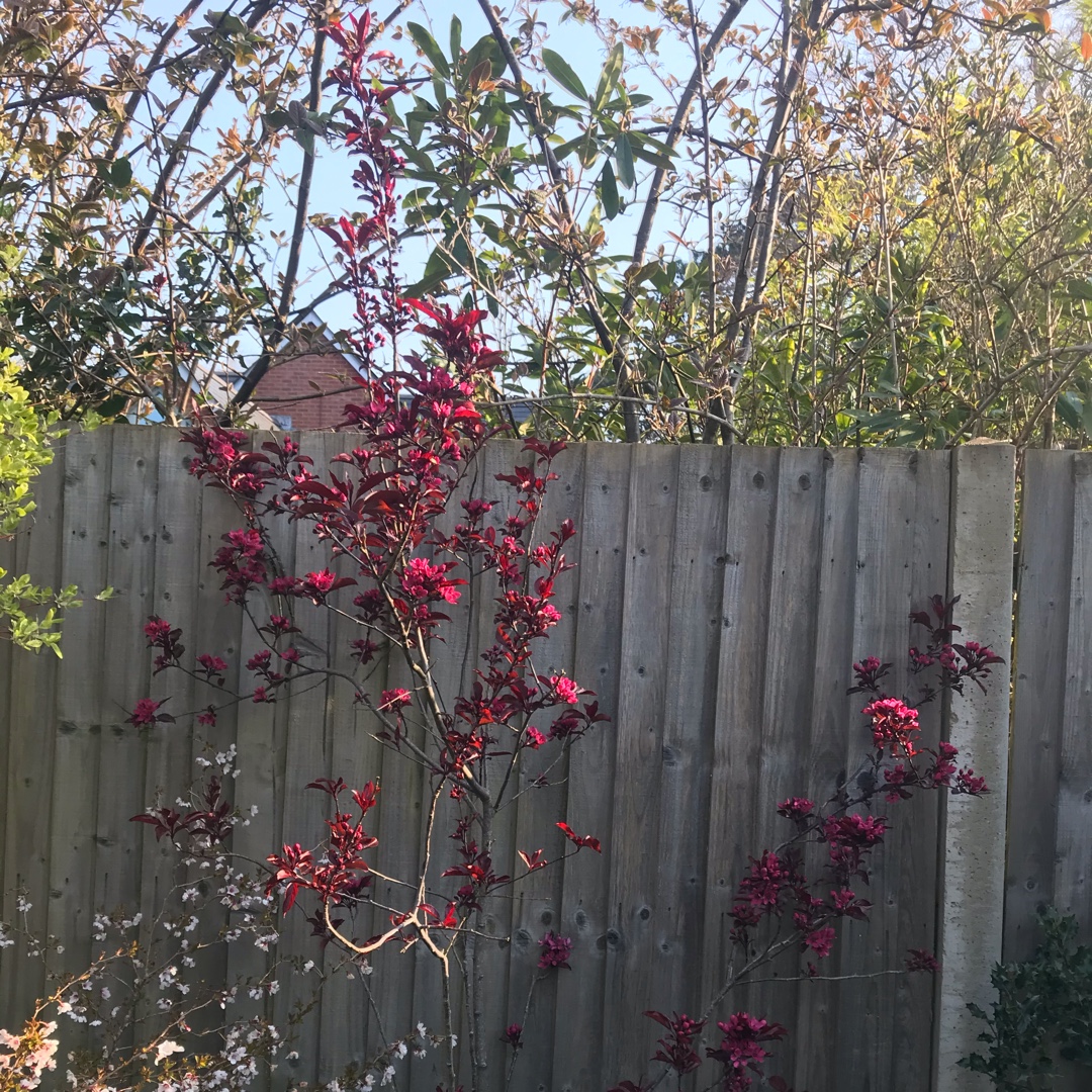 Crab Apple Nicoline in the GardenTags plant encyclopedia