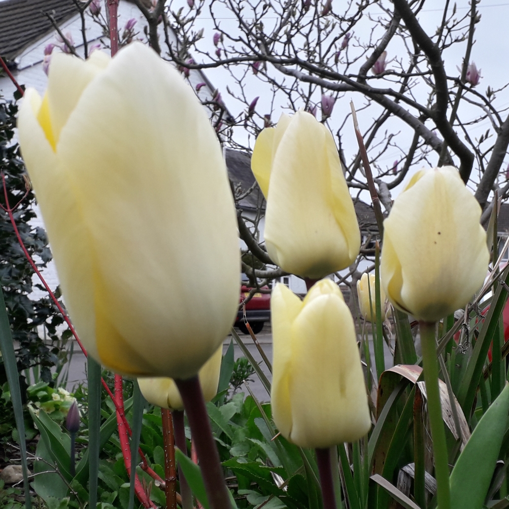 Tulip Vanilla Cream (Greigii) in the GardenTags plant encyclopedia