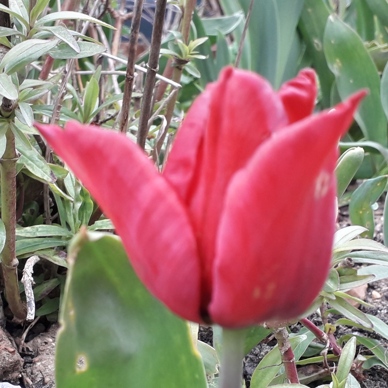 Tulip Cassini (Triumph) in the GardenTags plant encyclopedia