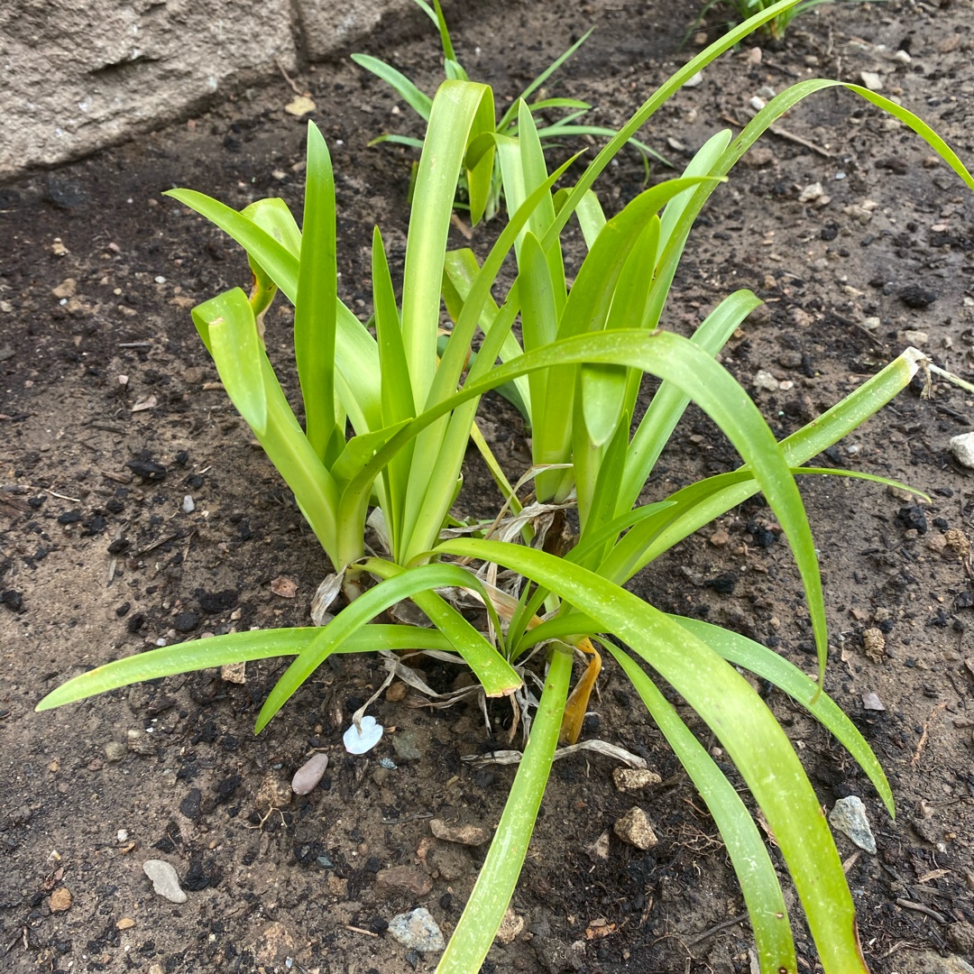 African Lily Lavender Haze in the GardenTags plant encyclopedia