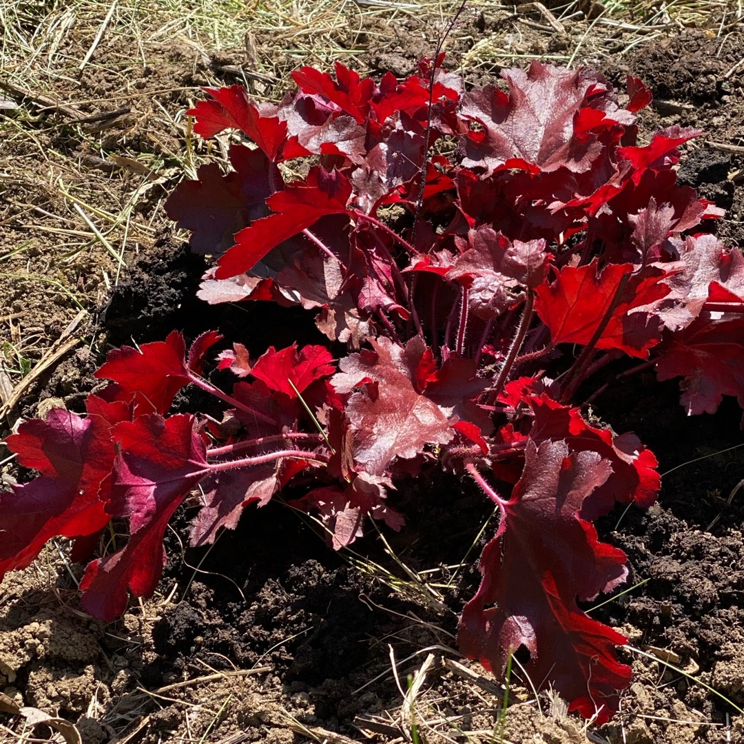 Alumroot Cherry Truffles in the GardenTags plant encyclopedia