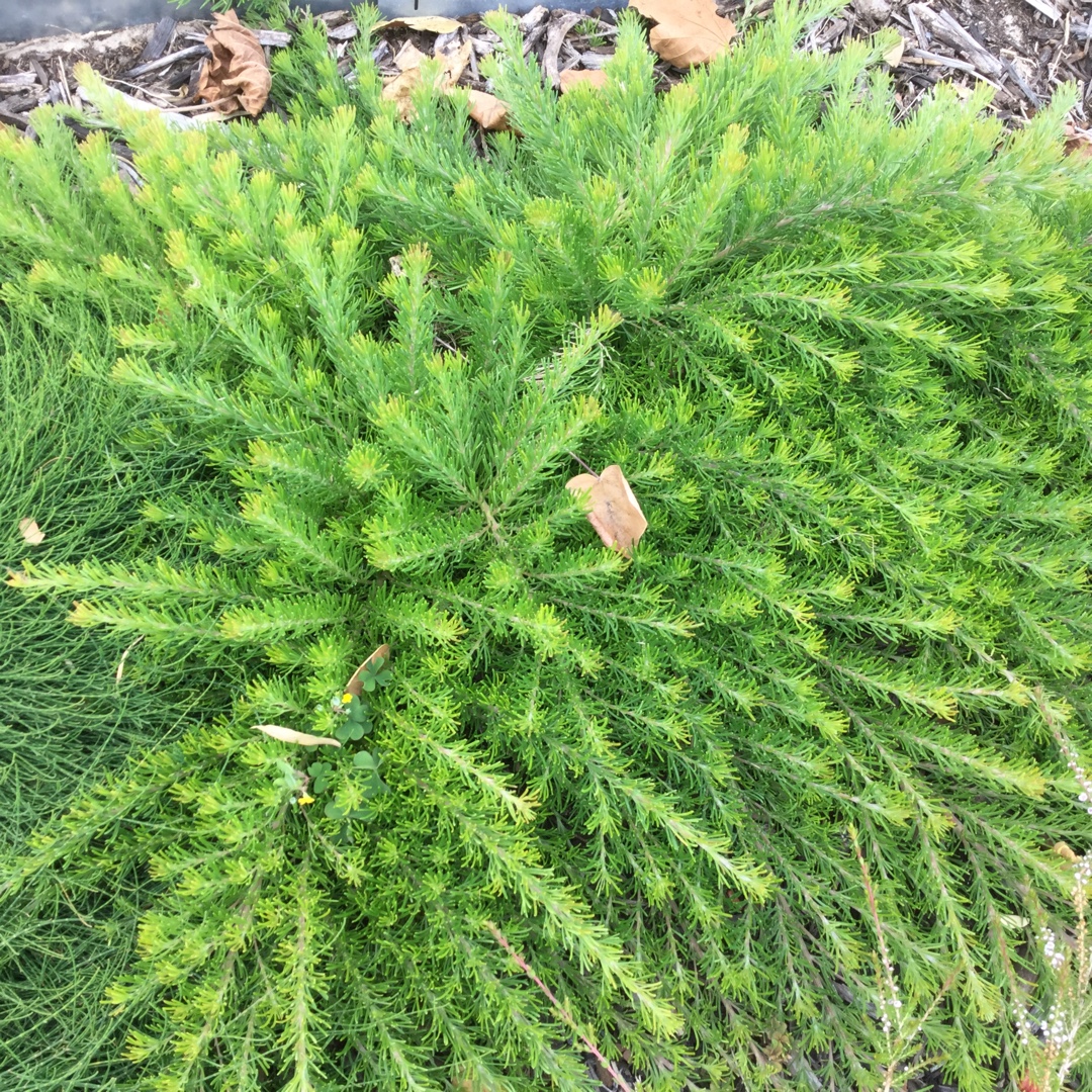 Grevillea in the GardenTags plant encyclopedia