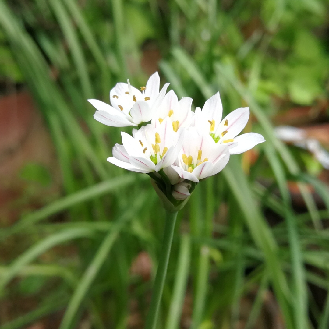 Allium (Species) Pink Garlic in the GardenTags plant encyclopedia