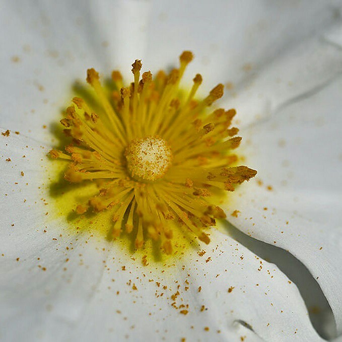 Cistus albidus f. albus in the GardenTags plant encyclopedia