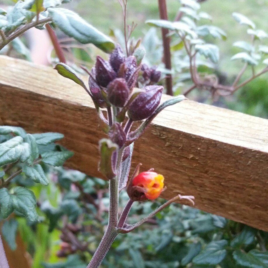 Chilean Glory-flower in the GardenTags plant encyclopedia