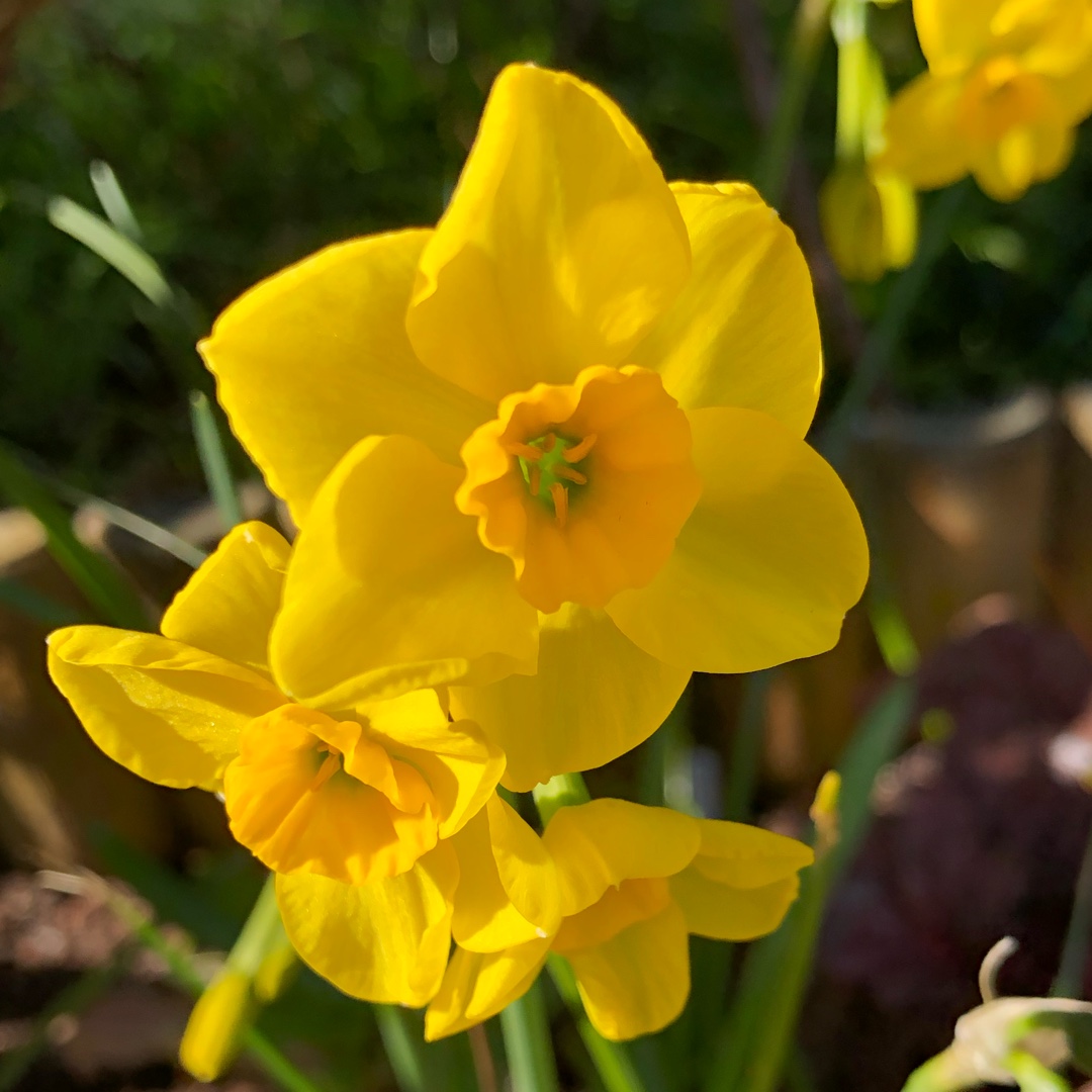 Daffodil Kokopelli (Jonquilla) in the GardenTags plant encyclopedia