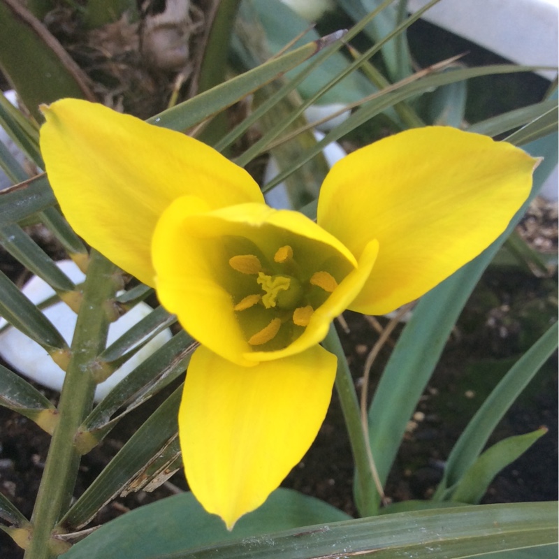 Tulip (Species) Kolpakowskys Tulip in the GardenTags plant encyclopedia