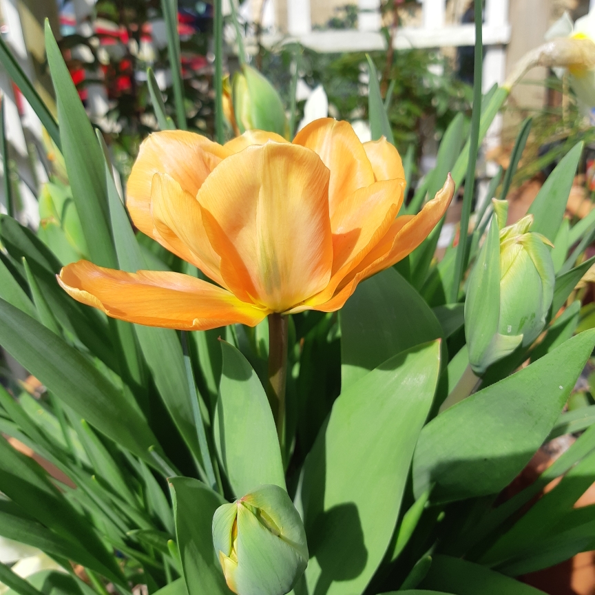 Tulip Disneyland Paris (Double Early) in the GardenTags plant encyclopedia