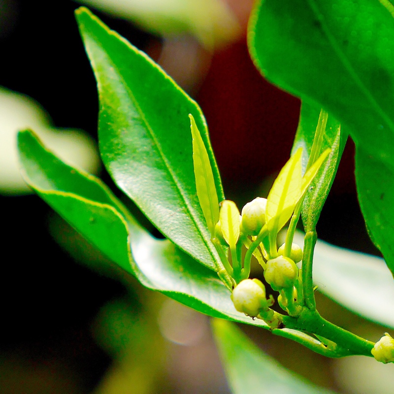 Clementine Tree in the GardenTags plant encyclopedia