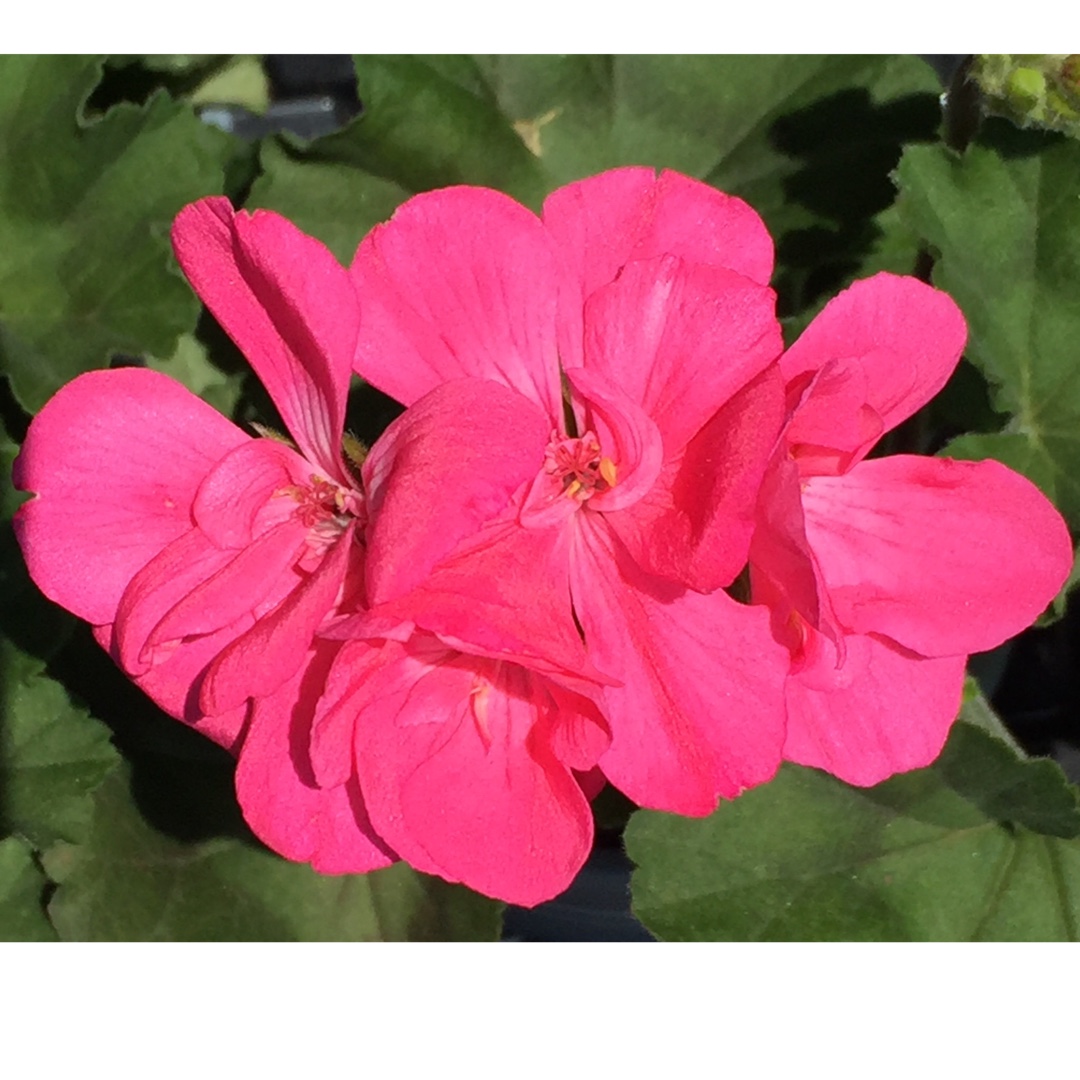 Pelargonium Candy Pink (Zonal) in the GardenTags plant encyclopedia