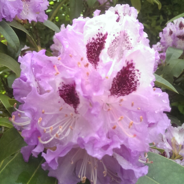 Rhododendron Blue Peter in the GardenTags plant encyclopedia